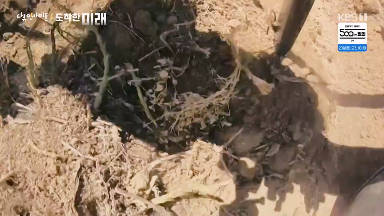 다큐 인사이트.E185.240419p-NEXT.mp4_20240420_161120.101.jpg