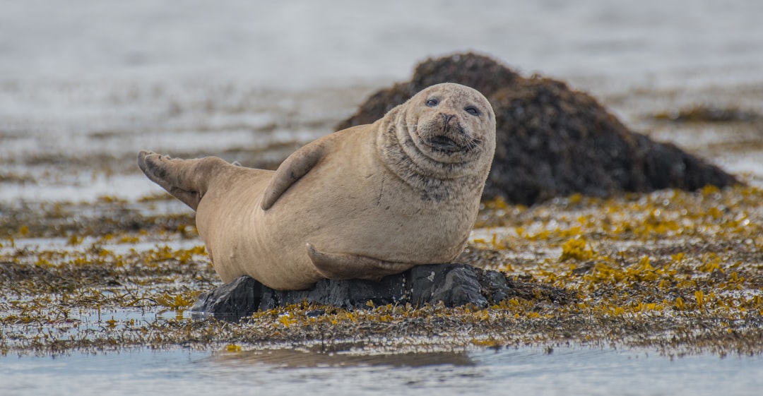 Seal