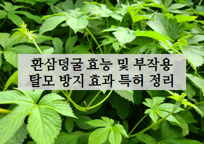 환삼덩굴 탈모 방지 효과