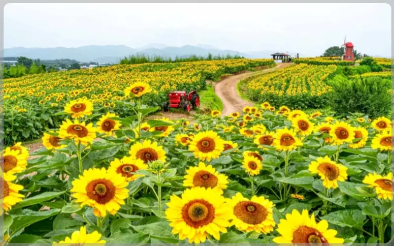강주 해바라기 축제_1