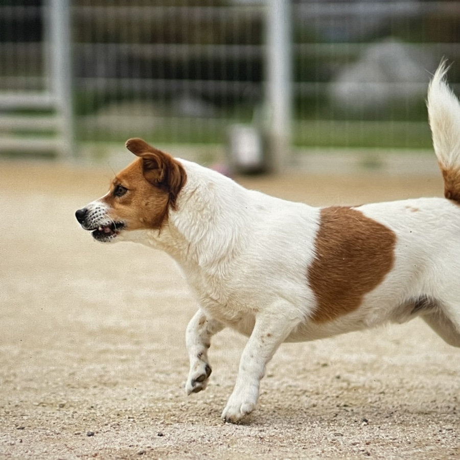 러셀테리어 성격과 털이 활발한 강아지 종류 잭 10