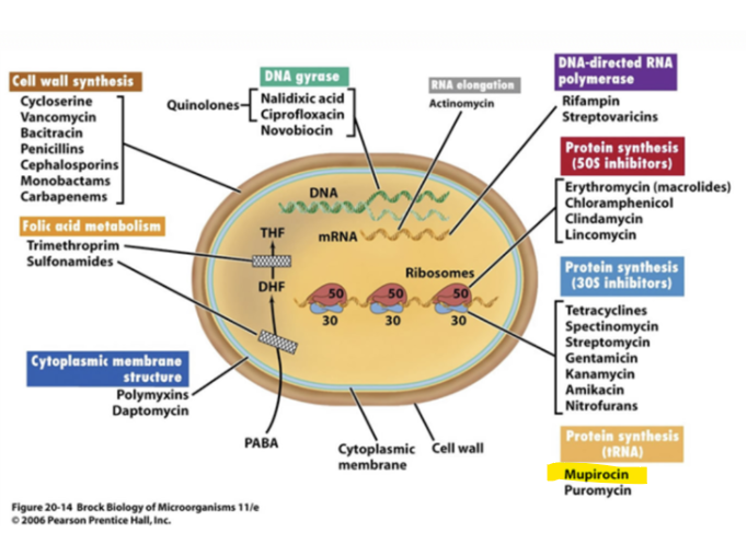 mechanism-of-action-of-mupirocin
