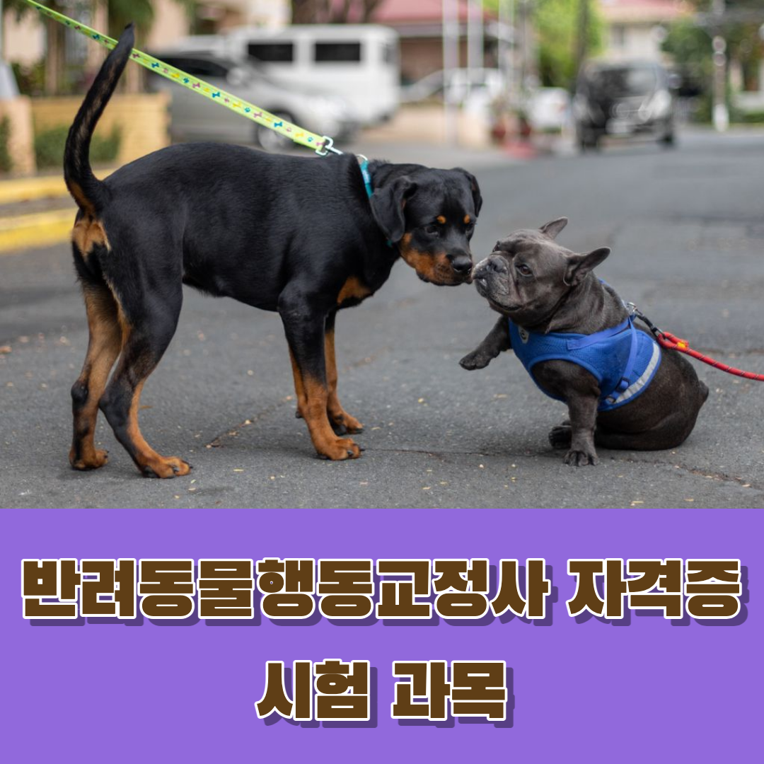 반려동물행동교정사 자격증 시험 과목