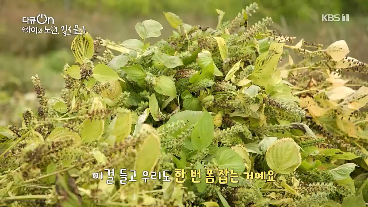 다큐 On.E179.221231p.H264-F1RST.mp4_20230109_210020.319.jpg