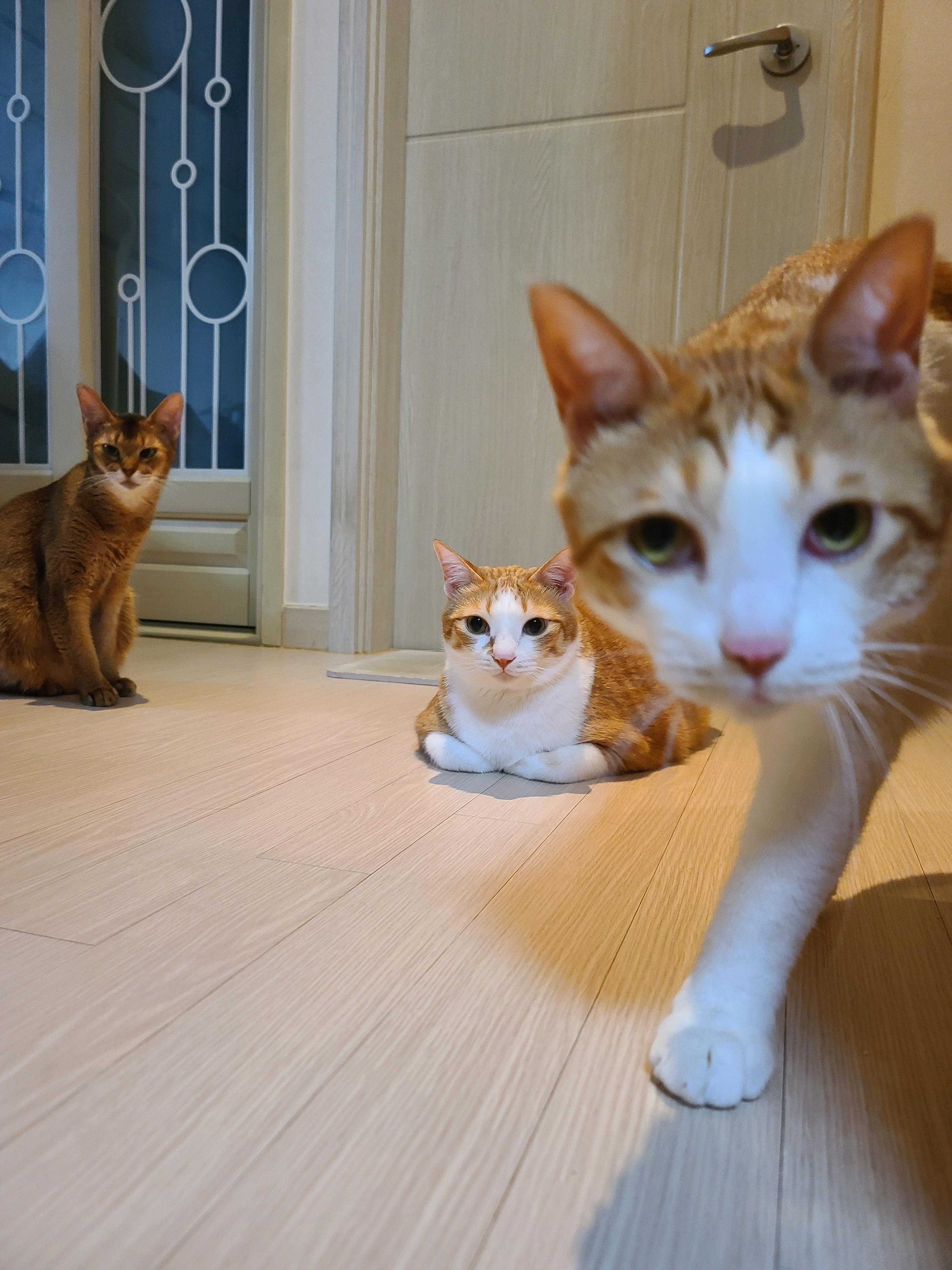 금묘의 방 앞 말잘듣는 착한 고양이들.