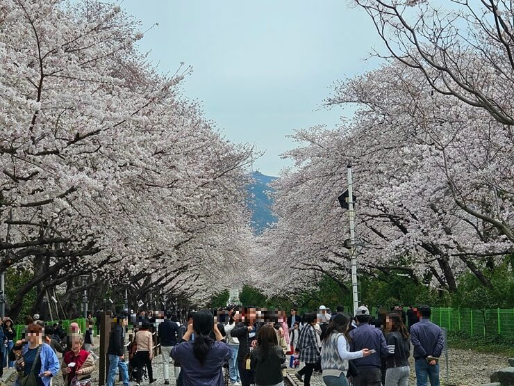 진해 벚꽃명소&#44; 경화역