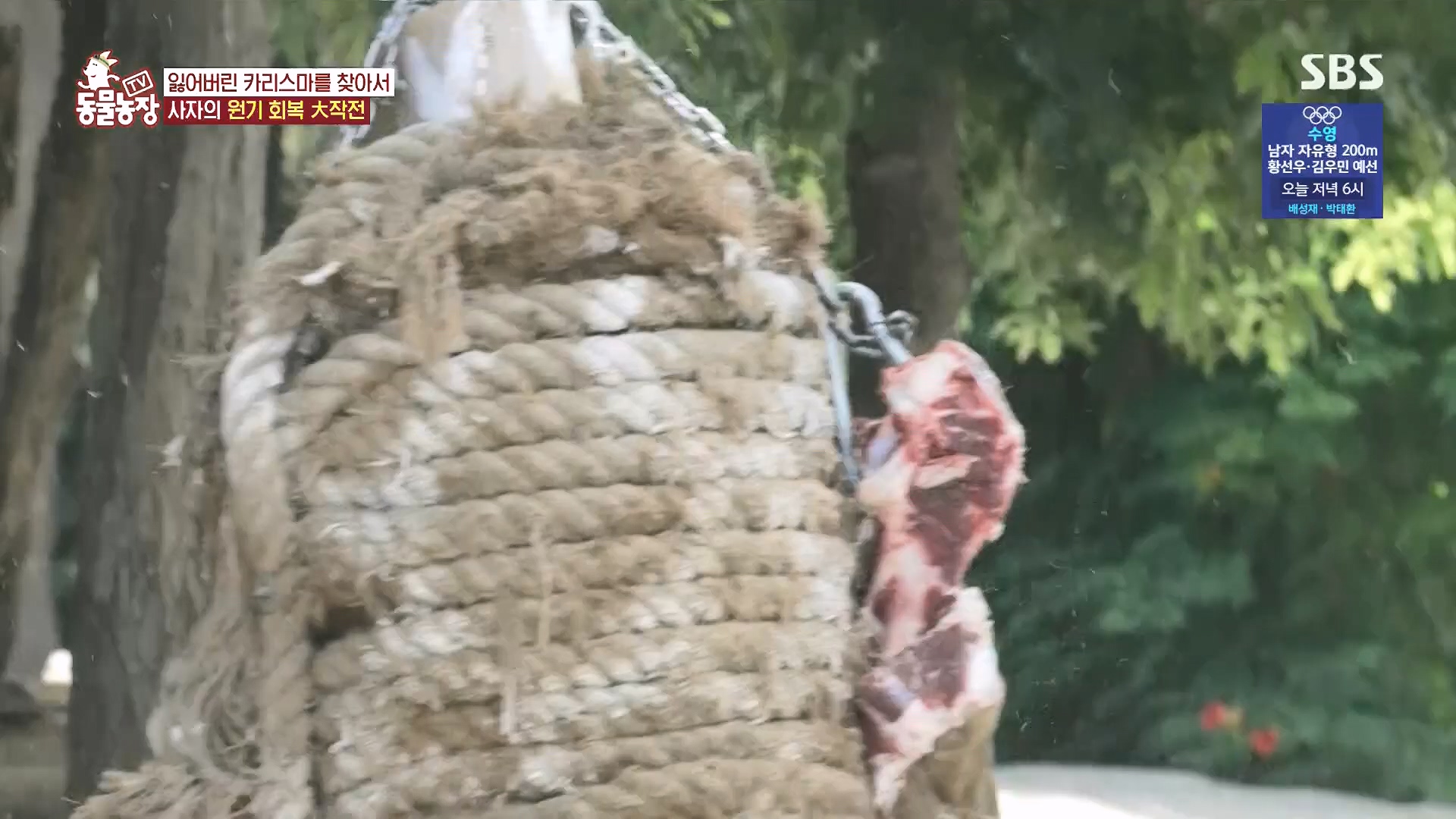 TV 동물농장.E1182.240728p.H264-F1RST.mp4_20240728_152537.102.jpg