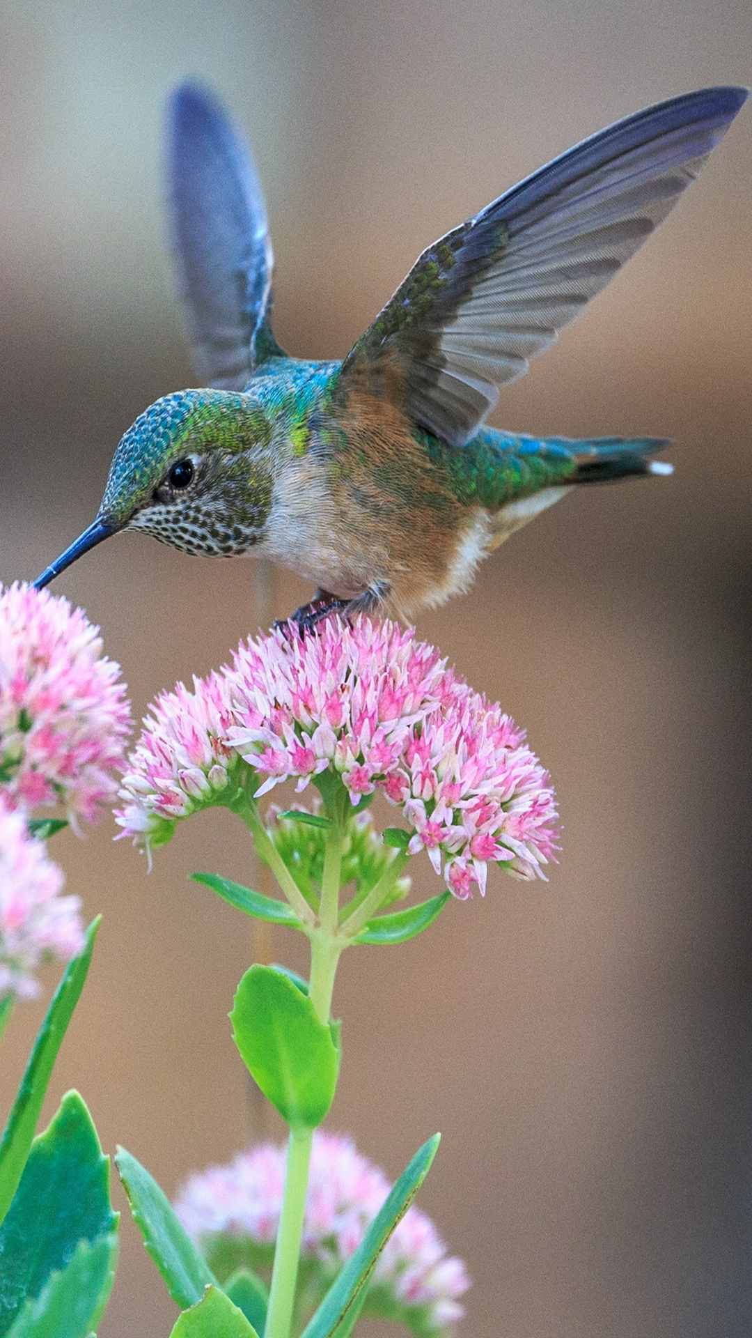 Hummingbird Animal Photo iPhone Wallpaper