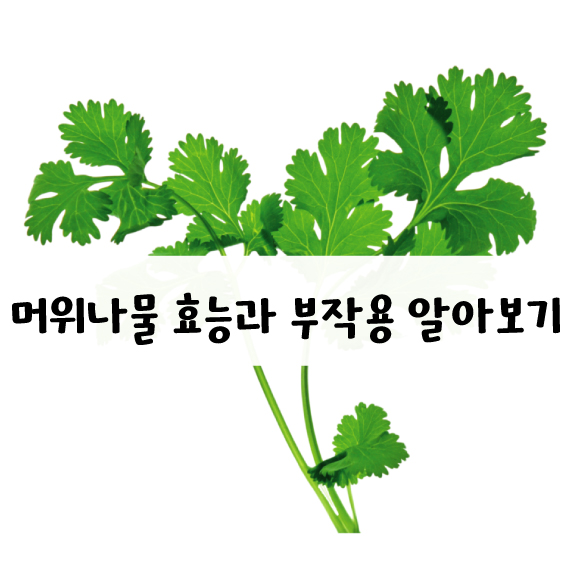 머위나물 효능과 부작용.