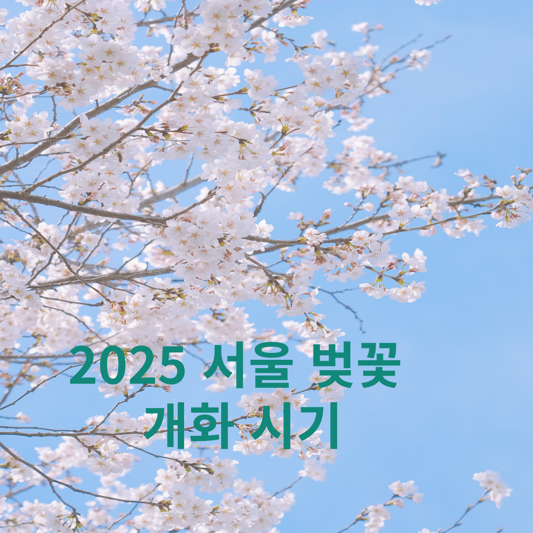 벚꽃 개화 시기