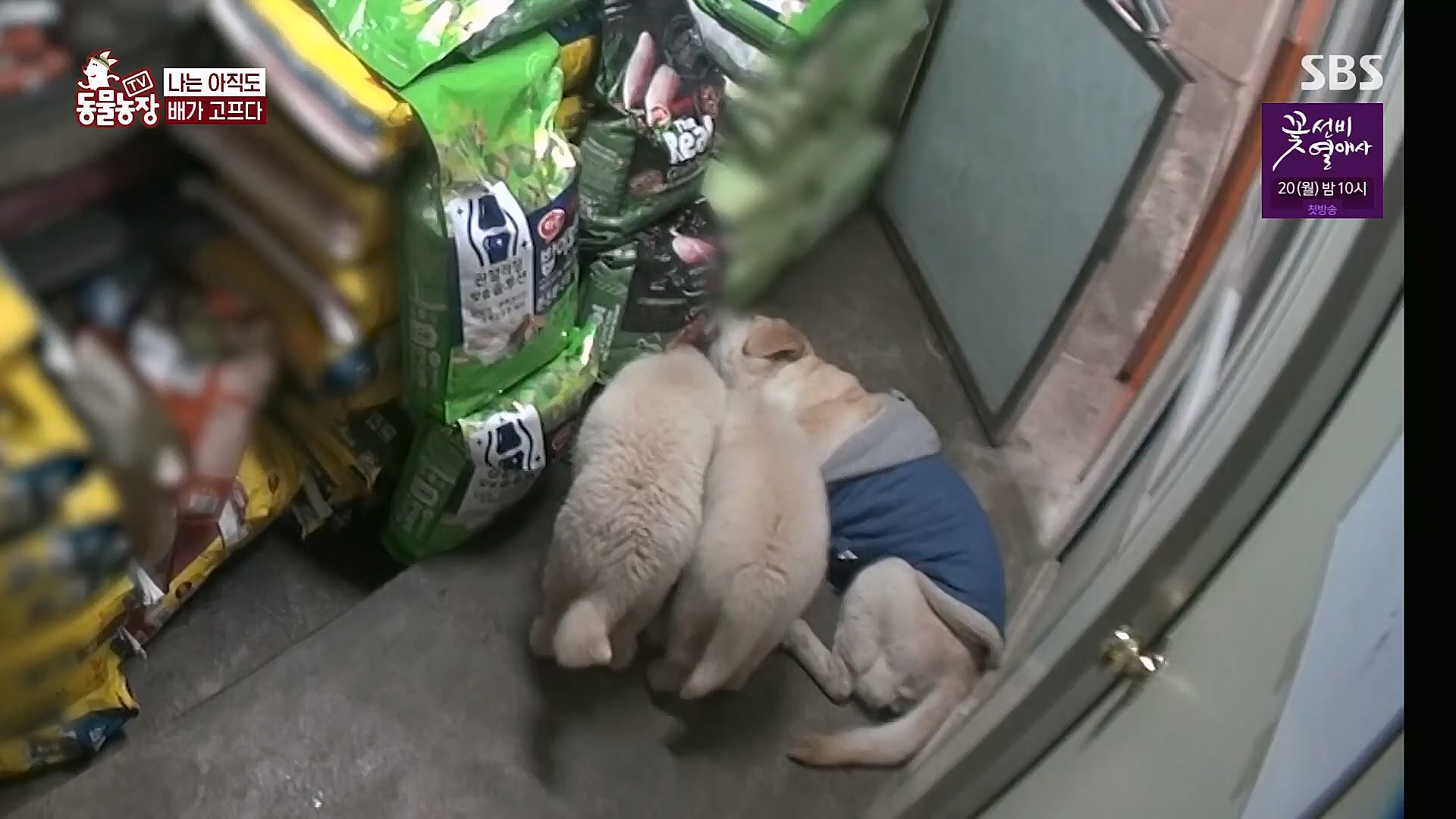 TV 동물농장.E1111.230312p.H264-F1RST.mp4_20230312_180001.289.jpg