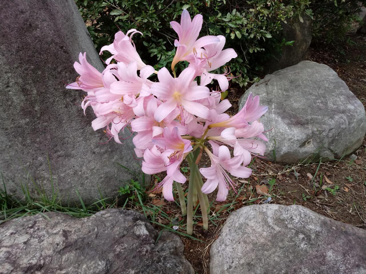 상상화로 이미지