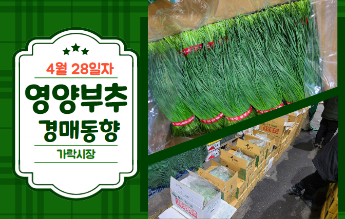  [경매사 일일보고] 4월 28일자 가락시장 영양부추 경매동향을 살펴보겠습니다!