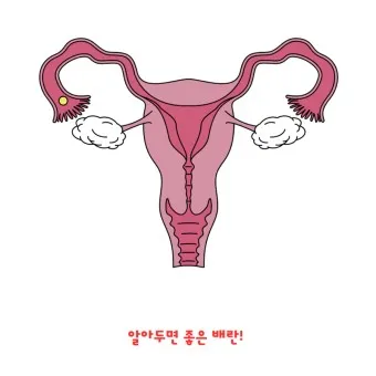 배란통 증상 및 시기 원인_21