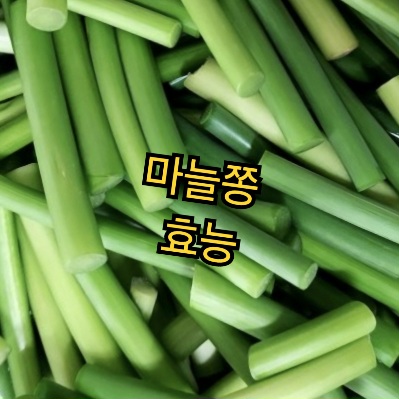 마늘쫑-효능