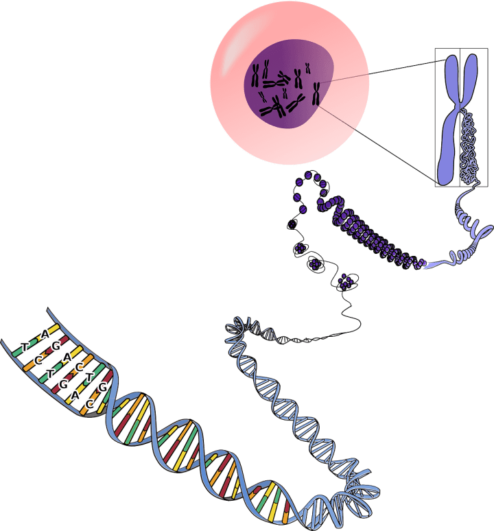 DNA가닥과-염기서열