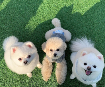  당근푸딩 만들기: 간단하면서도 맛있는 강아지 간식 레시피