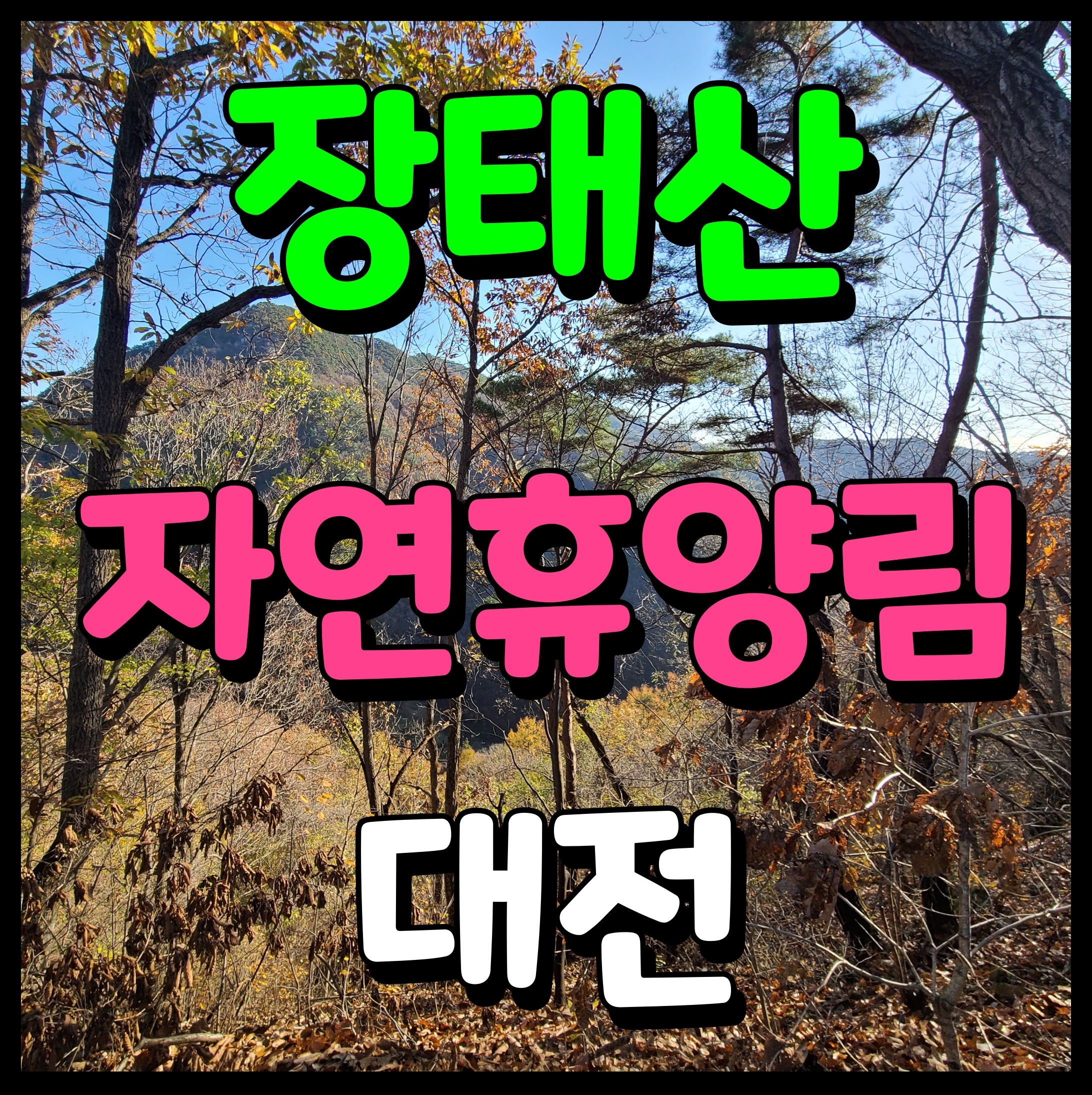  장태산 자연휴양림 메타세콰이어 산림욕장 대전 산책하기 좋은곳 추천