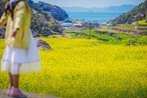 남해-두모마을-유채꽃