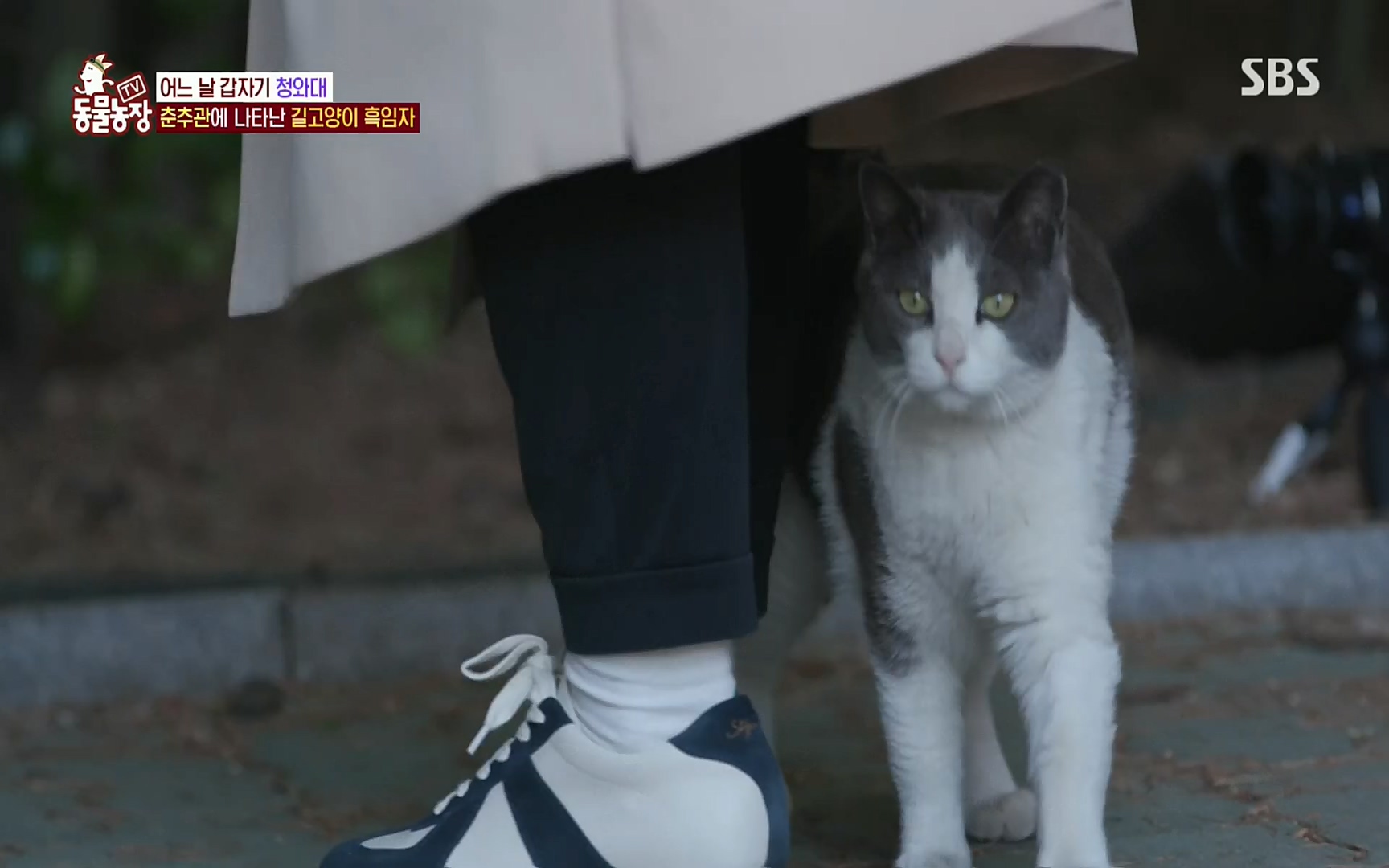 TV 동물농장.E1072.220605p.H264-F1RST.mp4_20220605_181433.823.jpg