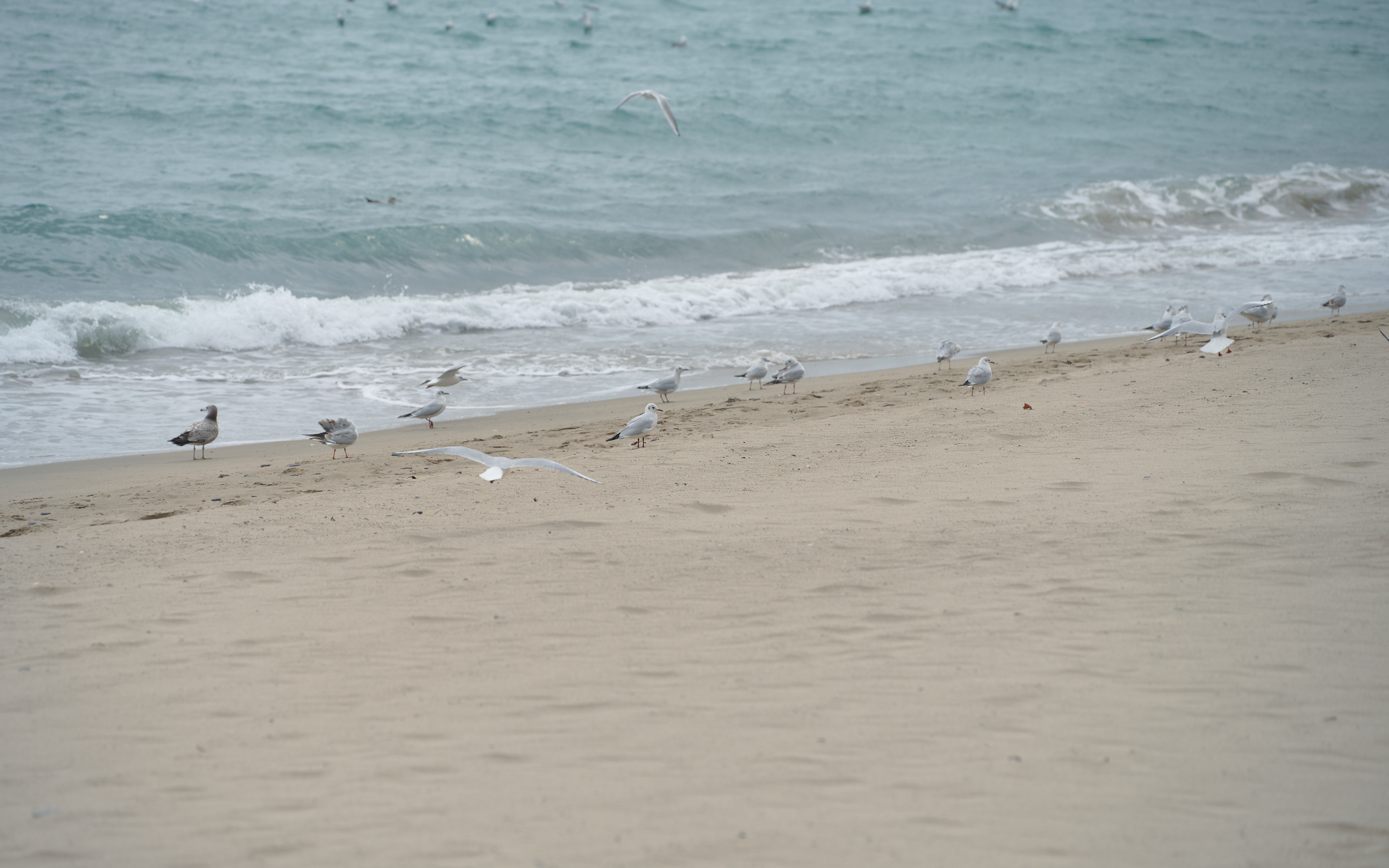 기장매화원 매화축제 69