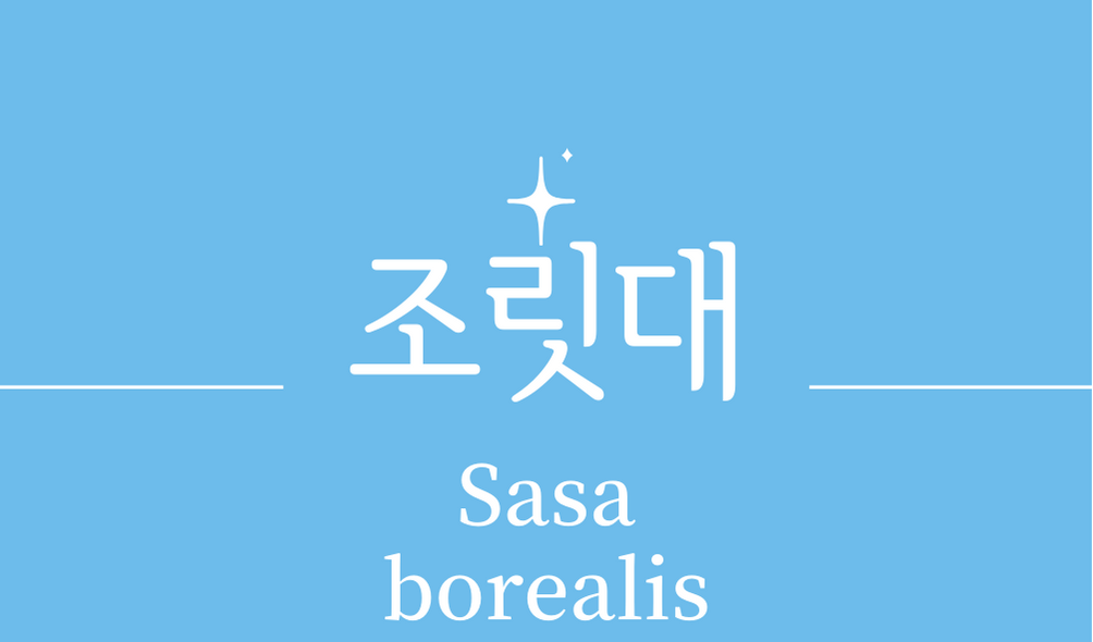 &#39;조릿대(Sasa borealis)&#39;