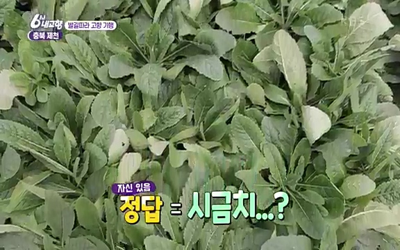 [7612회] 6시 내고향 - KBS7612회] 6시 내고향.ts_20220912_173319.017.jpg