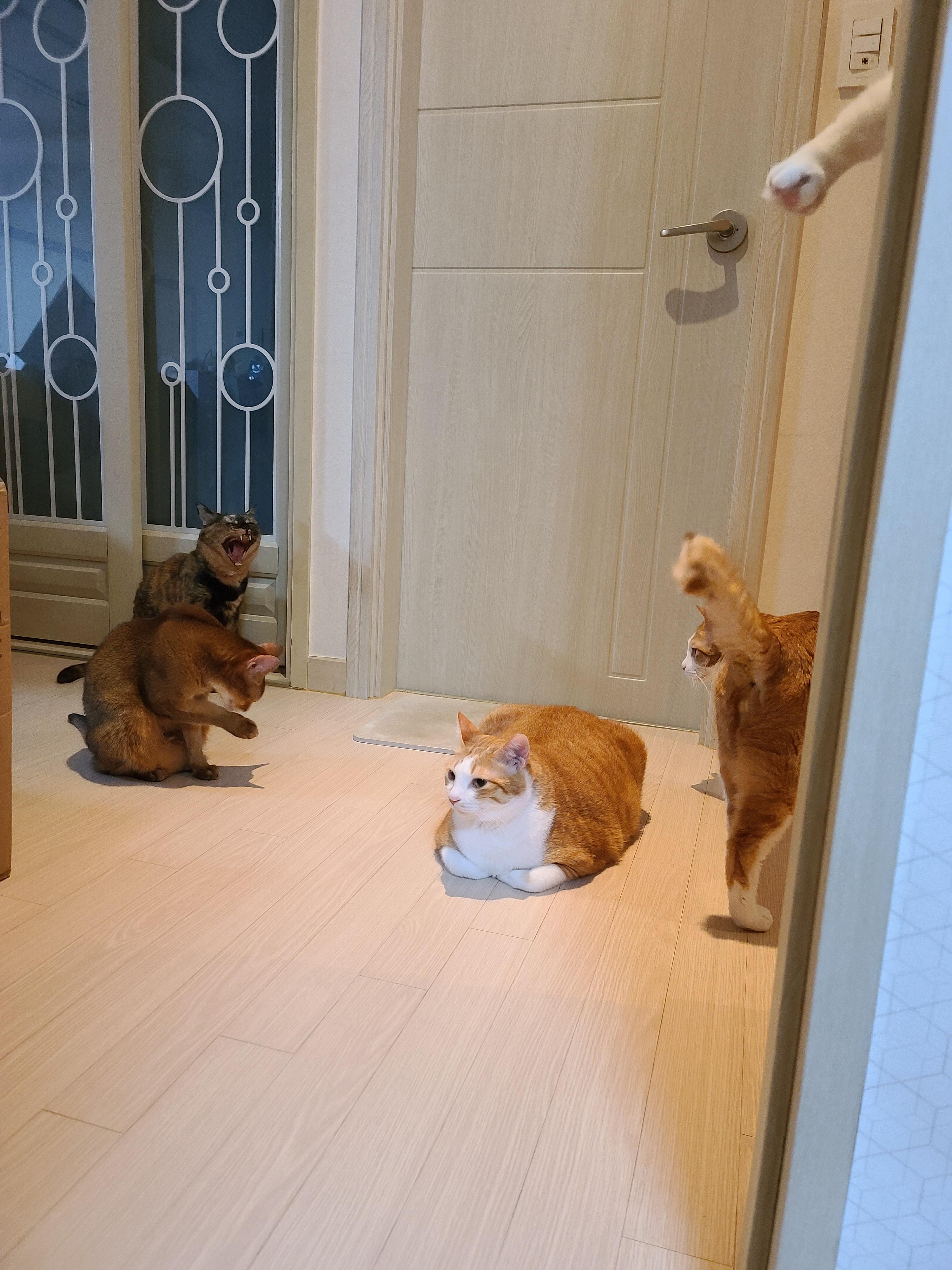 금묘의 방 앞 말잘듣는 착한 고양이들.