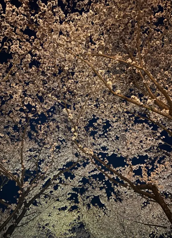 낙동제방벚꽃길4