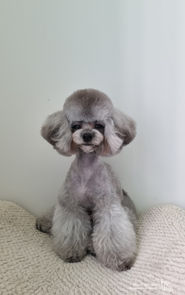 ::모델이 되어도 좋아! 실버푸들 마리 미용 15