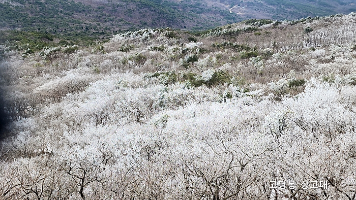 금정산 고당봉 상고데