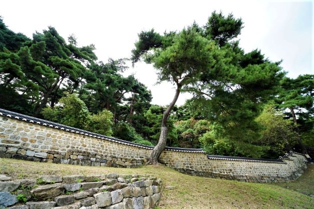 푸른 명품 소나무들&#44;