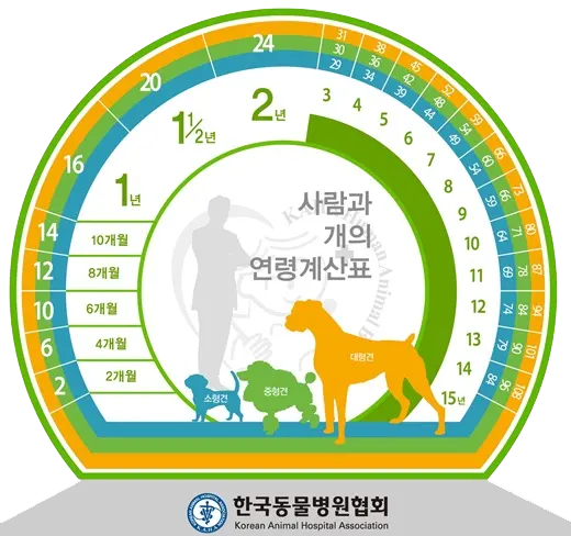 사람과 개의 연령계산표