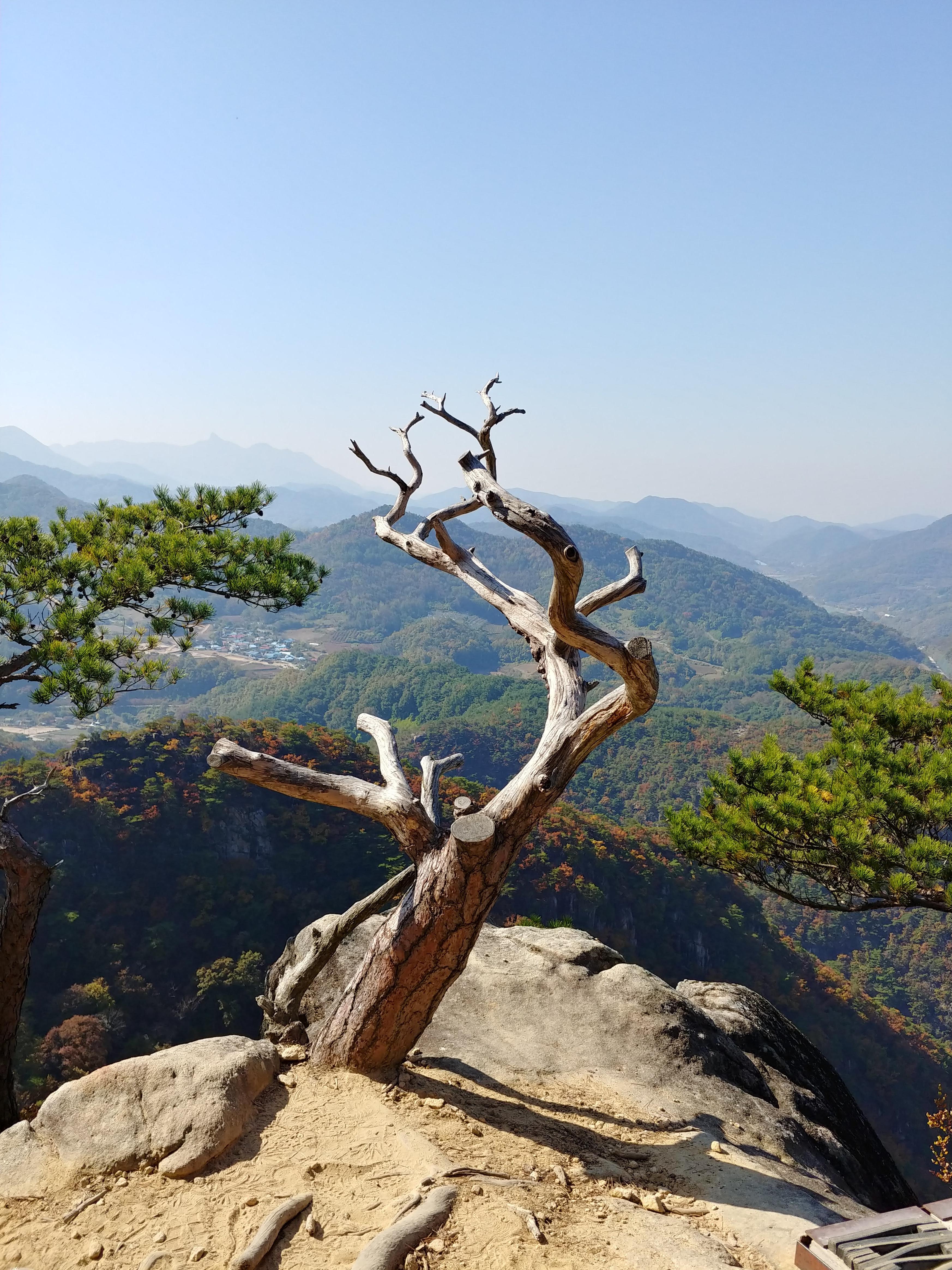 월악산 제비봉 고사목