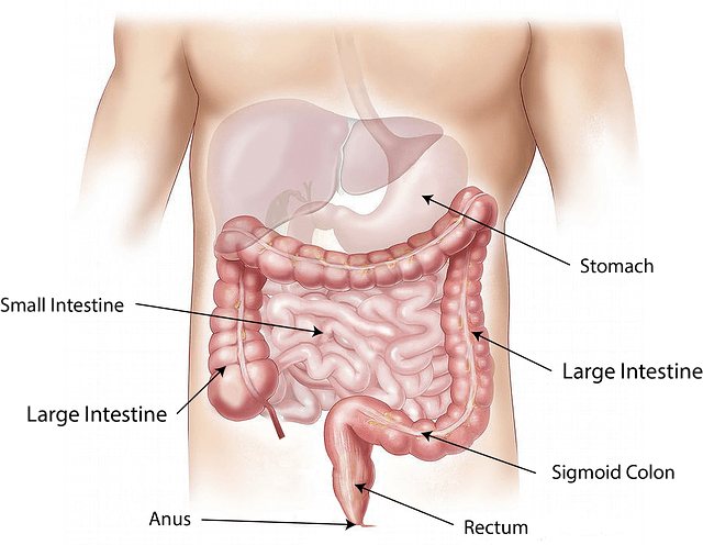 사람 몸 속의 장기 모습