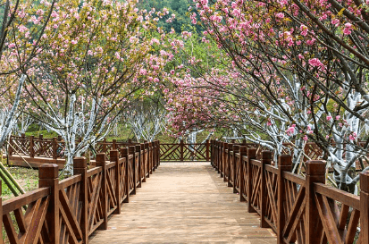 서울 벚꽃 명소