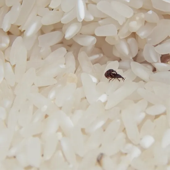 쌀통에서-발견된-쌀벌레