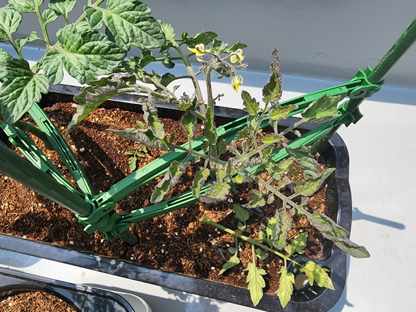 테라스 텃밭 집에서 방울토마토를 기르다 17