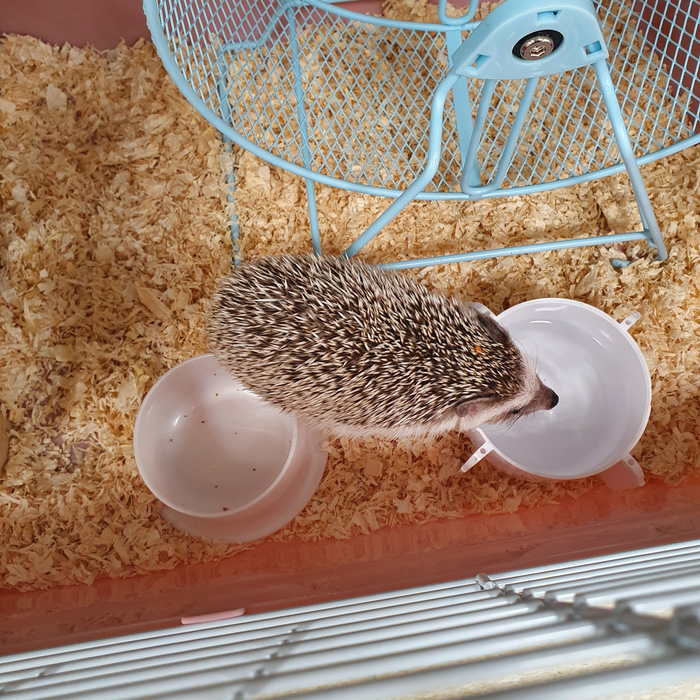 '키우다' 이마트 '반려동물 코너 고슴도치 vs 기니피그' 4