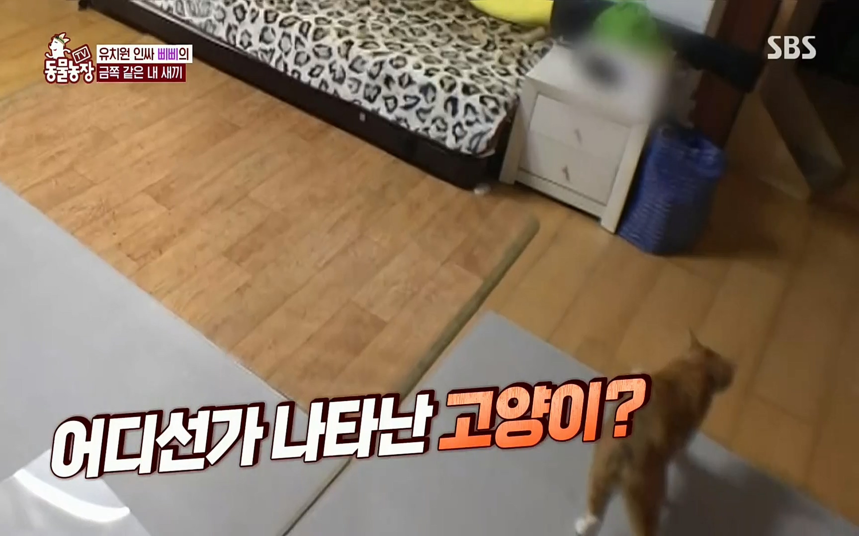 TV 동물농장.E1073.220612p.H264-F1RST.mp4_20220612_181337.152.jpg