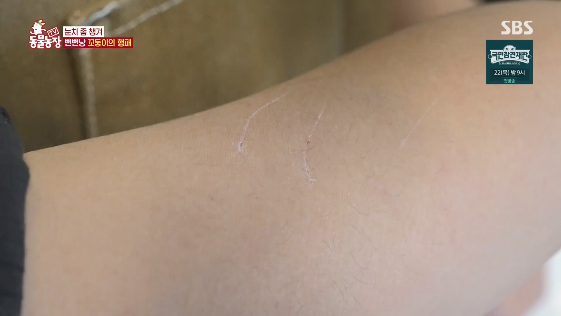 TV 동물농장.E1159.240218p.H264-F1RST.mp4_20240218_170007.708.jpg