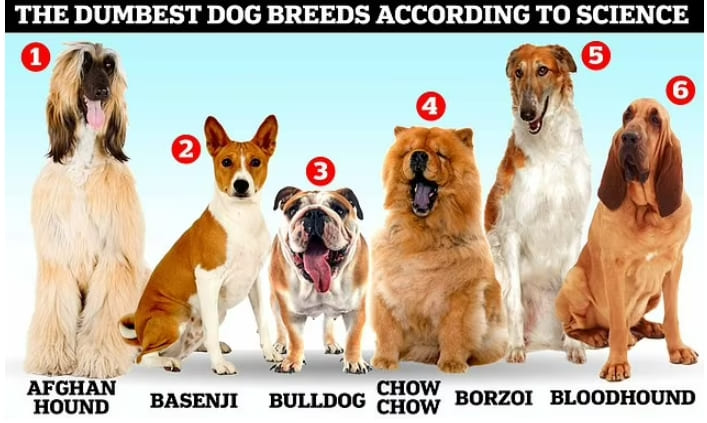 세계에서 가장 높은 지능 강아지는... 가장 우둔한 강아지 톱10 The least intelligent dog breeds