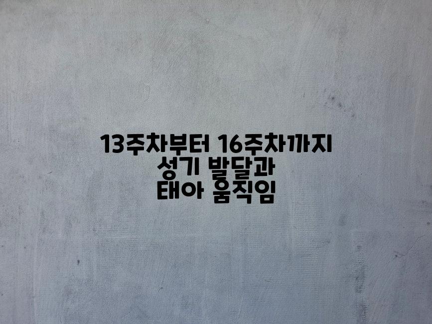 13주차부터 16주차까지 성기 발달과 태아 움직임
