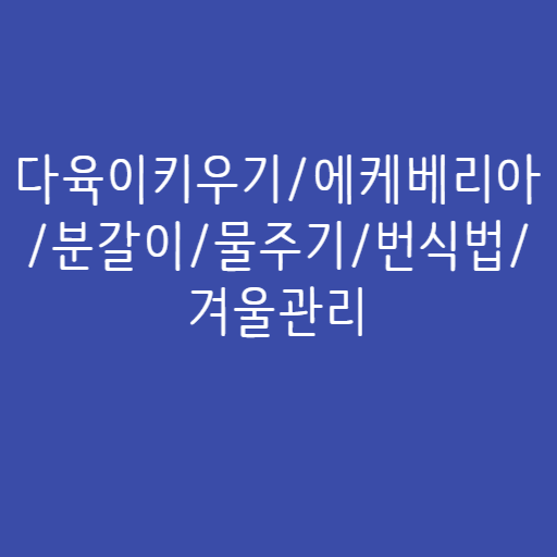 다육이키우기/에케베리아 /분갈이/물주기/번식법/겨울관리 다육이키우기/에케베리아 /분갈이/물주기/번식법/겨울관리