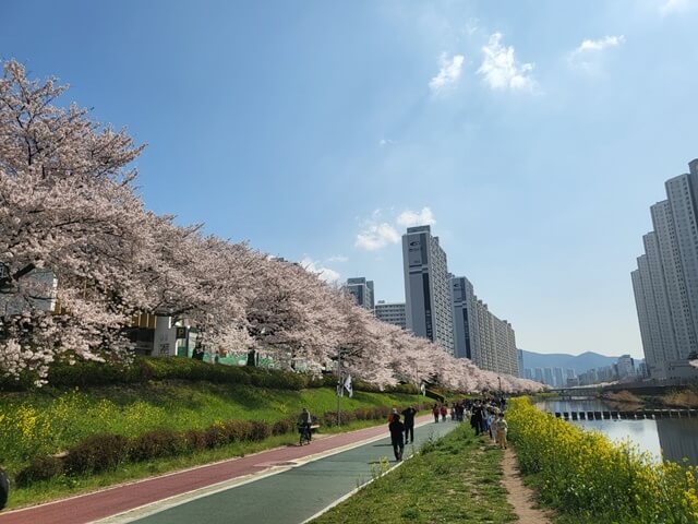 온천천 산책로에 만개한 벚꽃
