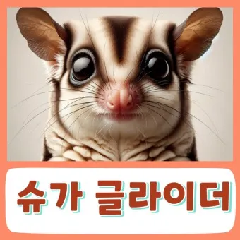 슈가글라이더 가격 키우기 분양 수명 먹이 성격 종류_4