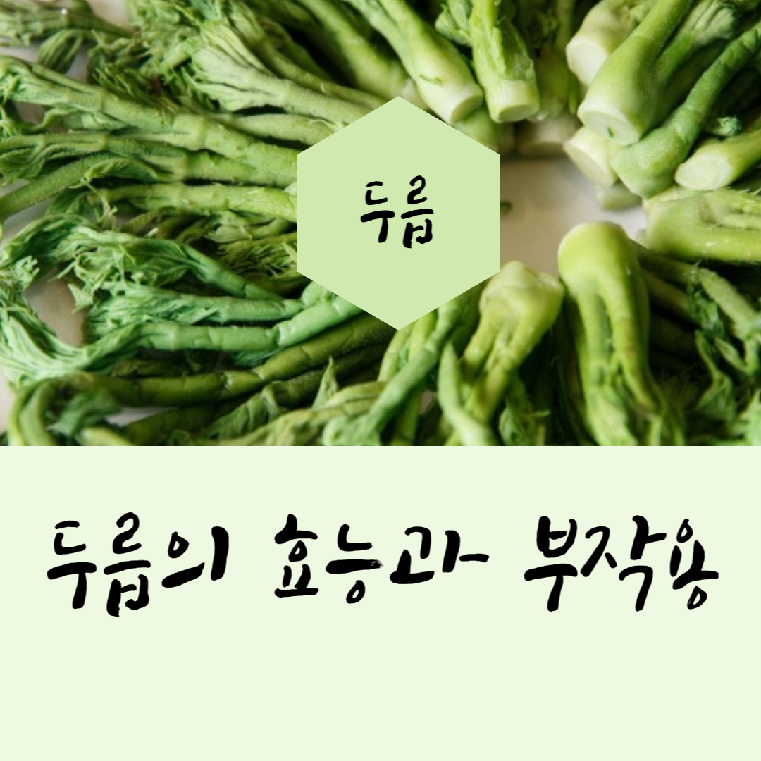 땅두릅 참두릅 효능과 부작용