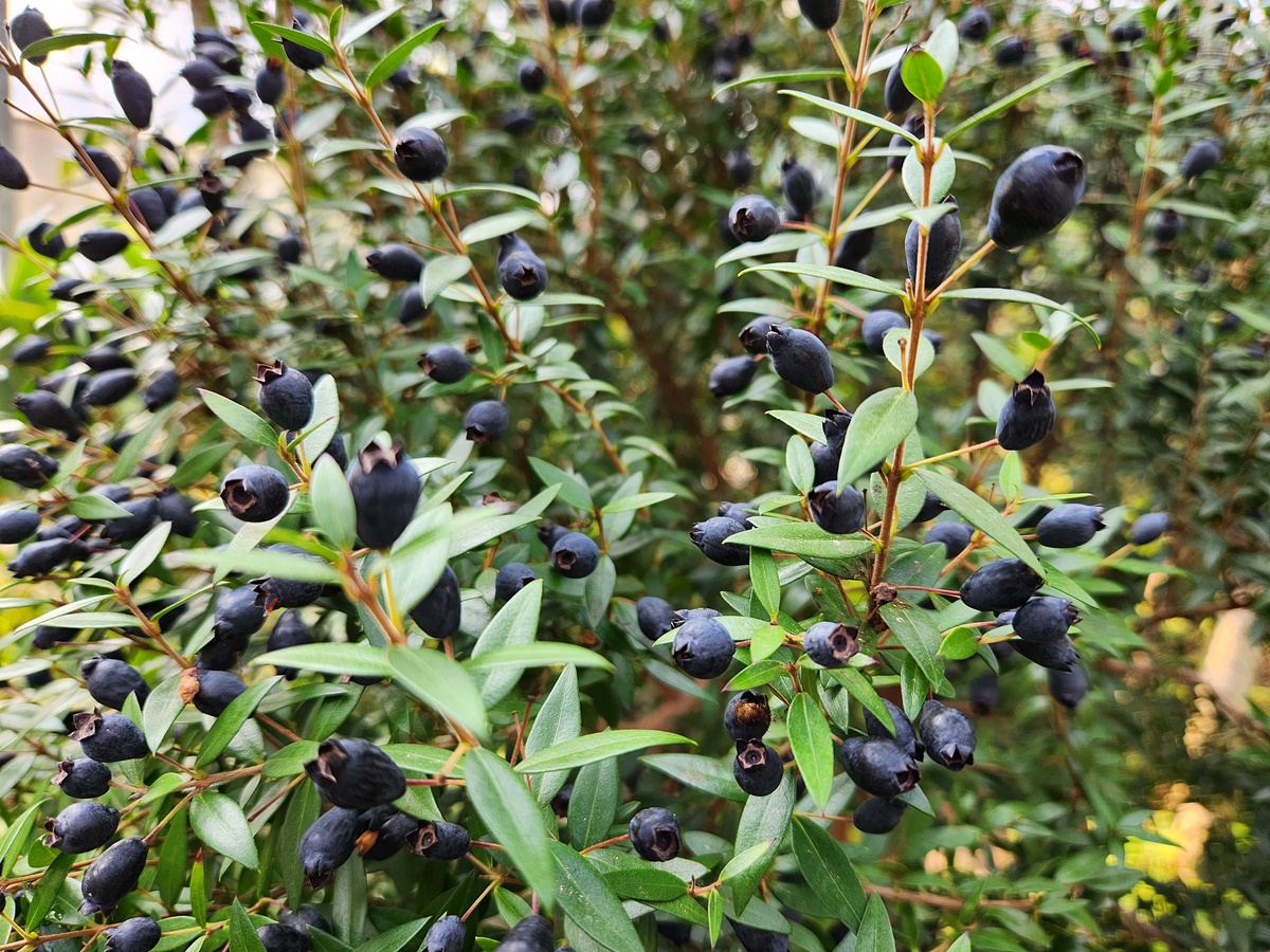 은매화 Myrtle