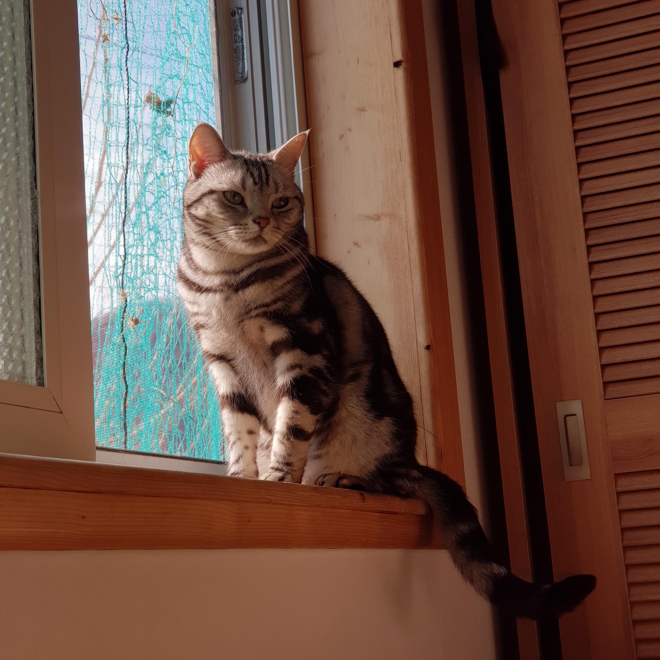 창가에-앉아있는-고양이