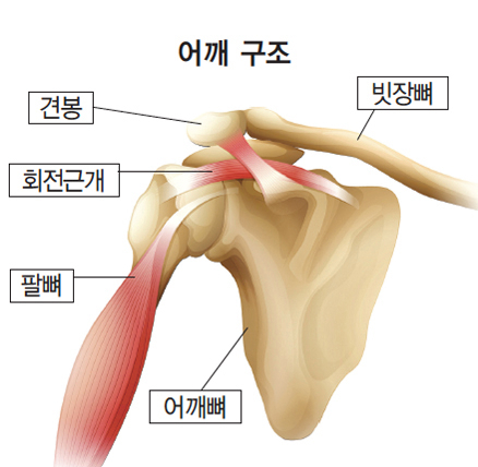 어깨의 구조